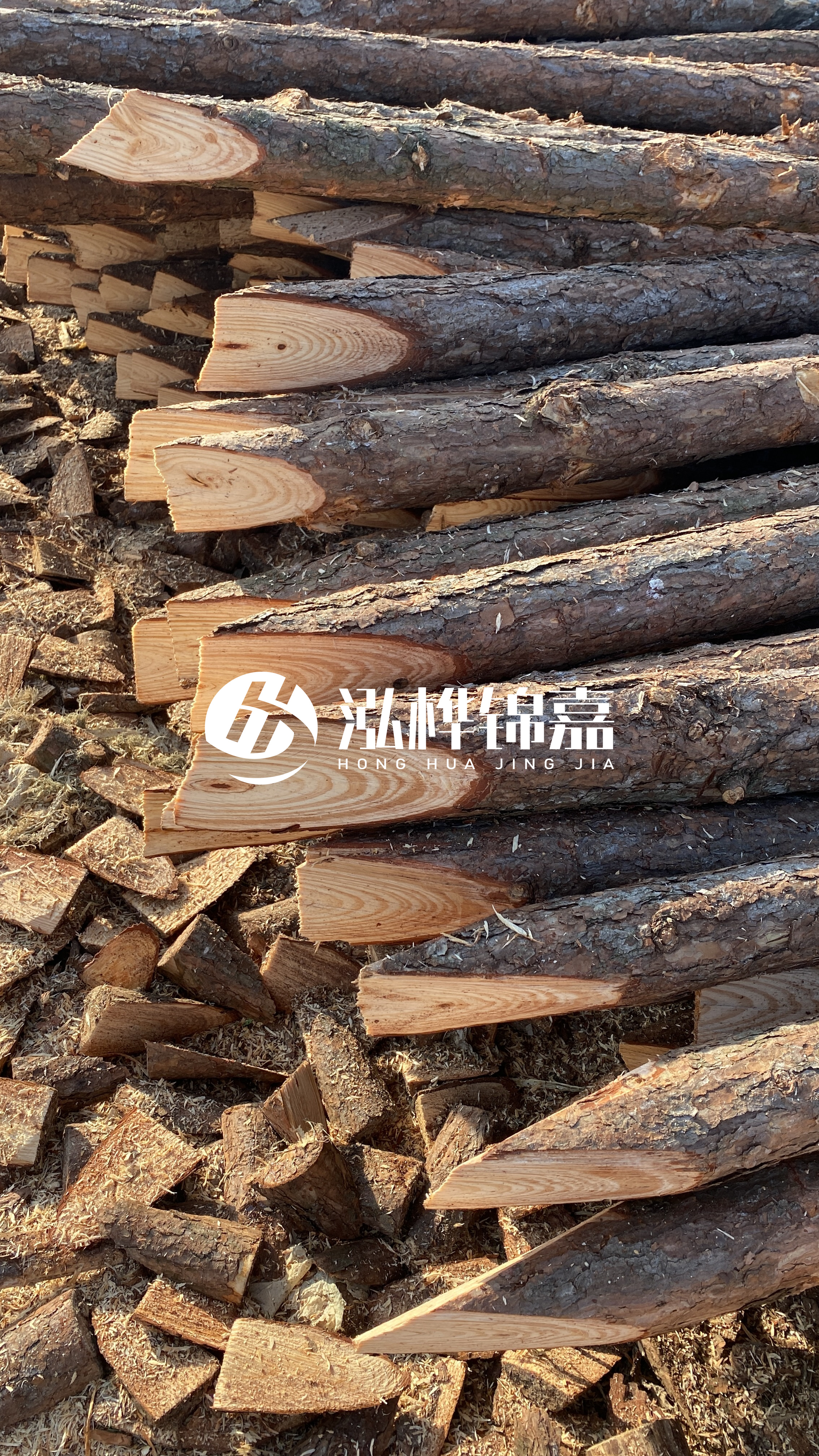 松木樁怎么分辨好壞？學(xué)會這幾招，輕松分辨松木樁好壞不踩雷！